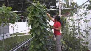 How to grow Malabar spinach （木耳菜） [upl. by Lari]