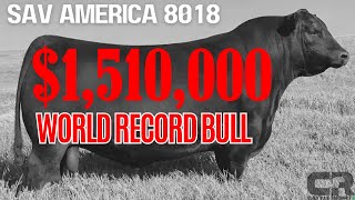 💲💲💲 151 MILLION BULL WORLD RECORD BREAKING BLACK ANGUS SOLD AT AUCTION SCHAFF VALLEY ANGUS [upl. by Inej]