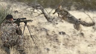 Coyote Hunting Tips  Calling Coyotes Into Attack Range  Predator Dogs Dirt Nap [upl. by Elleb744]