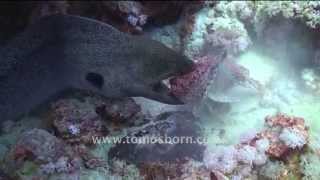 RARE Moray Eel vs Stone Fish [upl. by Asila85]