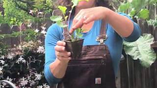 How to Propagate Tree Collards From Cuttings [upl. by Eloci902]