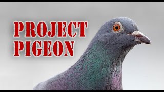 Skinners Project Pigeon [upl. by Dom]