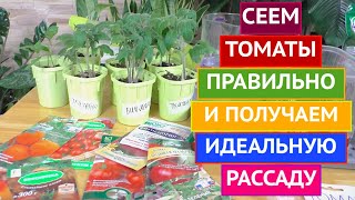 ВСЁ О РАССАДЕ ТОМАТОВ КОГДА И КАК СЕЯТЬ КАК ПРАВИЛЬНО УХАЖИВАТЬ [upl. by Asirram]