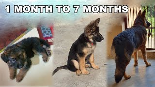 German Shepherd Puppy Growing from 30 Days to 7 Months  Long Coat GSD Puppy Transformation [upl. by Drawde]