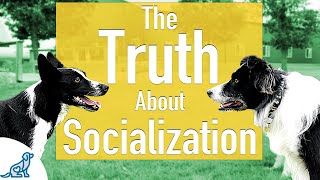 The Unpopular Truth About Socializing Your Dog [upl. by Aneg]