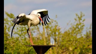 13 Interesting Facts About White Stork [upl. by Odlabu771]