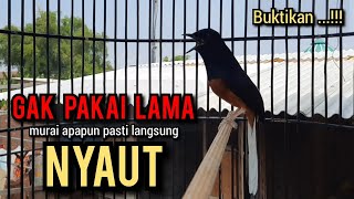 murai batu gacor AMPUH buat PANCINGAN murai batu agar bunyi ikut NYAUT EMOSI NYAUT [upl. by Roseline]