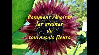 Comment récolter des graines de tournesols fleurs [upl. by Schober]