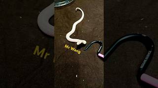 Unboxing a One Eye Spitting Cobra [upl. by Cochard]