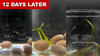 Growing Lotus From Seed 12 Days Time Lapse [upl. by Onitsoga]