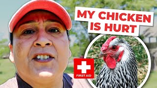 How to Fix A Chickens Broken Leg  Chicken First Aid [upl. by Darrick]