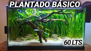 Un acuario plantado FÁCIL BONITO Y BARATO [upl. by Alaehcim]