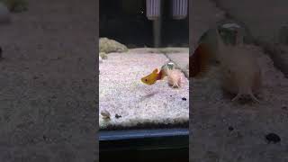 Platy Sunset platyfish ikanplaty ikanhias ikanhiasaquarium aquarium aquariumfish hobby hobi [upl. by Anor108]