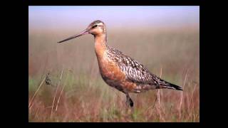 Was it Designed The BarTailed Godwits Navigational System [upl. by Odicalp]