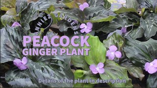 Peacock Ginger Plant  Anniez Gardens [upl. by Nedlog]