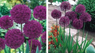 How to Plant Allium Purple Sensation Bedding Summer Guide [upl. by Vaughan]