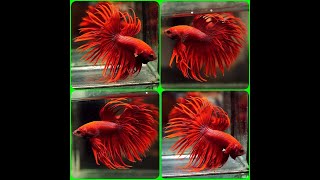 Betta Fish Solid Color SUPER RED Crowntail CT Male T188 [upl. by Ahsiad]