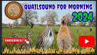 quail sound for morning 2024batair ki awaz mp3Sawalhuntingsn9vs [upl. by Udenihc358]