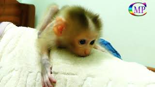 Cutest Baby Pigtail Monkey Really Hungry Milk From MamaAdorable Baby Macaque [upl. by Vidda]