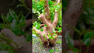 Natural Tropical Style Bonsai quotBignay Pugoquot 1yr Progress Antidesma Bunios [upl. by Eillac]