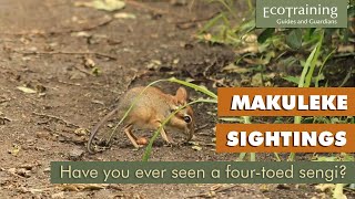 Fourtoed sengi  around Makuleke Camp [upl. by Alba925]