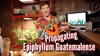 How to PROPAGATE Epiphyllum Cactus [upl. by Sucam421]