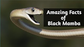 quot10 Interesting Facts About the Black Mamba  The Deadly Serpentquot [upl. by Darnok522]