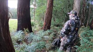 Bow Hunting The Fallow Deer Rut Victoria Australia [upl. by Lathrope]