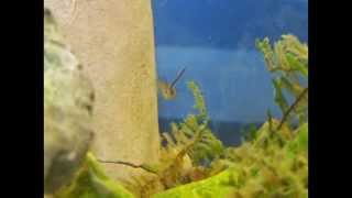 Mosquitofish Gambusia affinis Slideshow [upl. by Base]