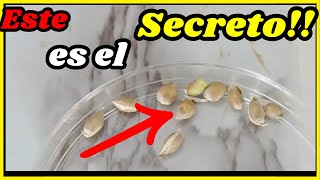 Como Germinar y sembrar semillas de Mandarina  TIPS germinación SEGURA 🍊👌🧡 [upl. by Deadman]