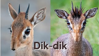 What are Dik dik [upl. by Virgie572]