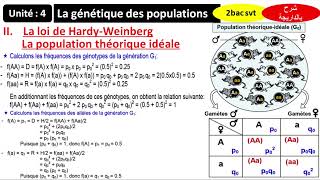 La génétique des populations  Loi de Hardy Weinberg  population idéale شرح بالداريجة [upl. by Ateloj422]