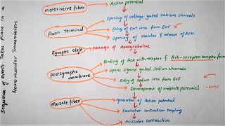 Easy Flowchart Of Neuromuscular TransmissionPhysiology [upl. by Vilma]