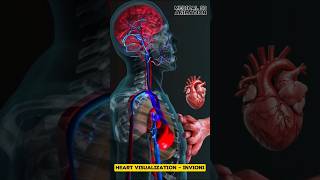 Heart Visualization  Invioni medical animation 3d short [upl. by Sherborne32]