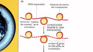 Ayudantía BioCel El núcleo celular 14 Genoma nuclear y cromatina [upl. by Sivolc]