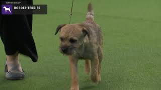 Border Terriers  Breed Judging 2020 [upl. by Ecertap]