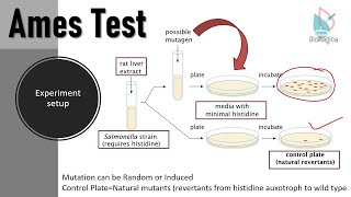 Ames Test II Detection of possible mutagens II Experiment to check mutations using Ames Test [upl. by Corri]