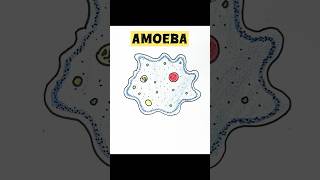 Amoeba diagram simple and easy biology science trending art easydrawings viralvideo ytshorts [upl. by Paulsen550]