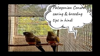 Breeding Secrets of Patagonian Conure in Hindi [upl. by Bret]