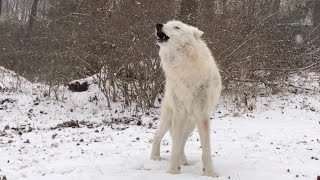 Arctic Wolf Atka Howls in the Snow [upl. by Rock]