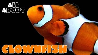 All About The Percula or Ocellaris Clownfish [upl. by Riedel]