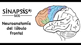 Lóbulo frontal neuroanatomía funcional [upl. by Lennej351]