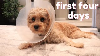 Cavapoo Puppy Spay Experience  What to Expect and Our Decision [upl. by Nywrad636]