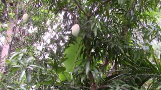 Lancetilla Mango Tree With Fruit [upl. by Onailime]