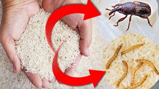 How to Remove Insects from Rice [upl. by Namyl488]