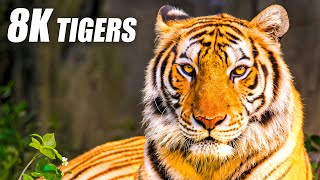 Unique Tigers Collection 8K HDR 60FPS ULTRA HD [upl. by Cela]