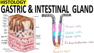 Histology of Gastric and Intestinal Glands [upl. by Ddot]