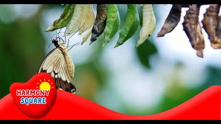 What is Metamorphosis  More Grades 25 Science on the Learning Videos Channel [upl. by Yamauchi]