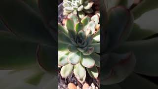 Echeveria Pulidonis [upl. by Ahsirahc756]