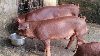 Beginners Guide to Pig Breeds [upl. by Yorled14]